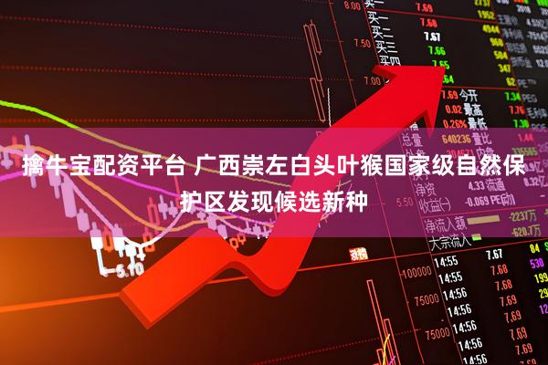 擒牛宝配资平台 广西崇左白头叶猴国家级自然保护区发现候选新种